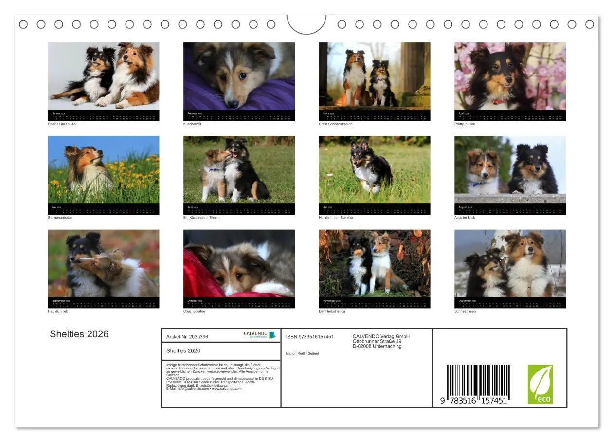Bild: 9783516157451 | Shelties 2026 (Wandkalender 2026 DIN A4 quer), CALVENDO Monatskalender