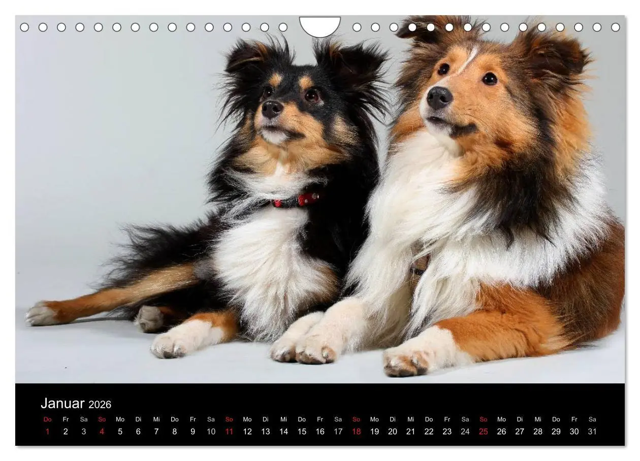 Bild: 9783516157451 | Shelties 2026 (Wandkalender 2026 DIN A4 quer), CALVENDO Monatskalender