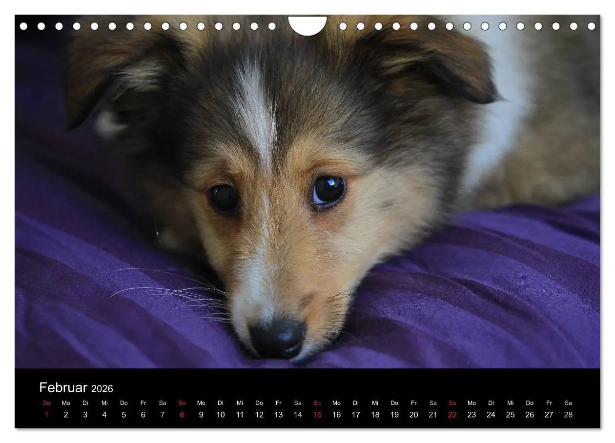 Bild: 9783516157451 | Shelties 2026 (Wandkalender 2026 DIN A4 quer), CALVENDO Monatskalender