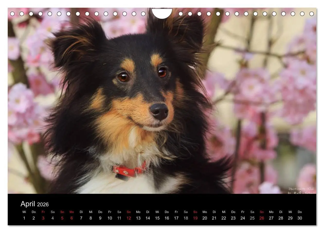 Bild: 9783516157451 | Shelties 2026 (Wandkalender 2026 DIN A4 quer), CALVENDO Monatskalender