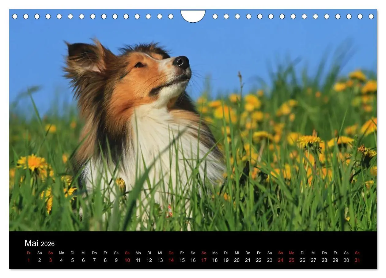 Bild: 9783516157451 | Shelties 2026 (Wandkalender 2026 DIN A4 quer), CALVENDO Monatskalender