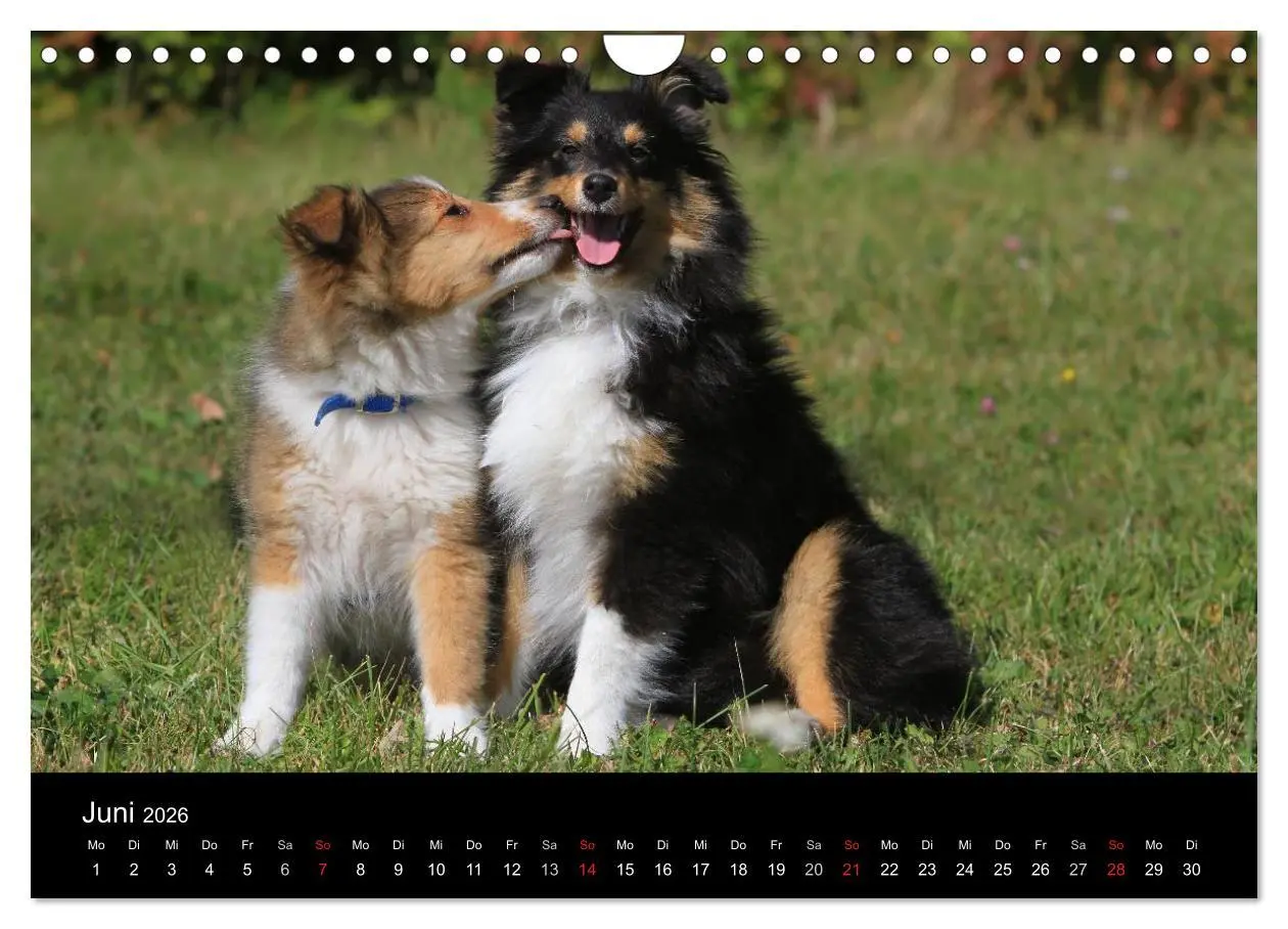Bild: 9783516157451 | Shelties 2026 (Wandkalender 2026 DIN A4 quer), CALVENDO Monatskalender