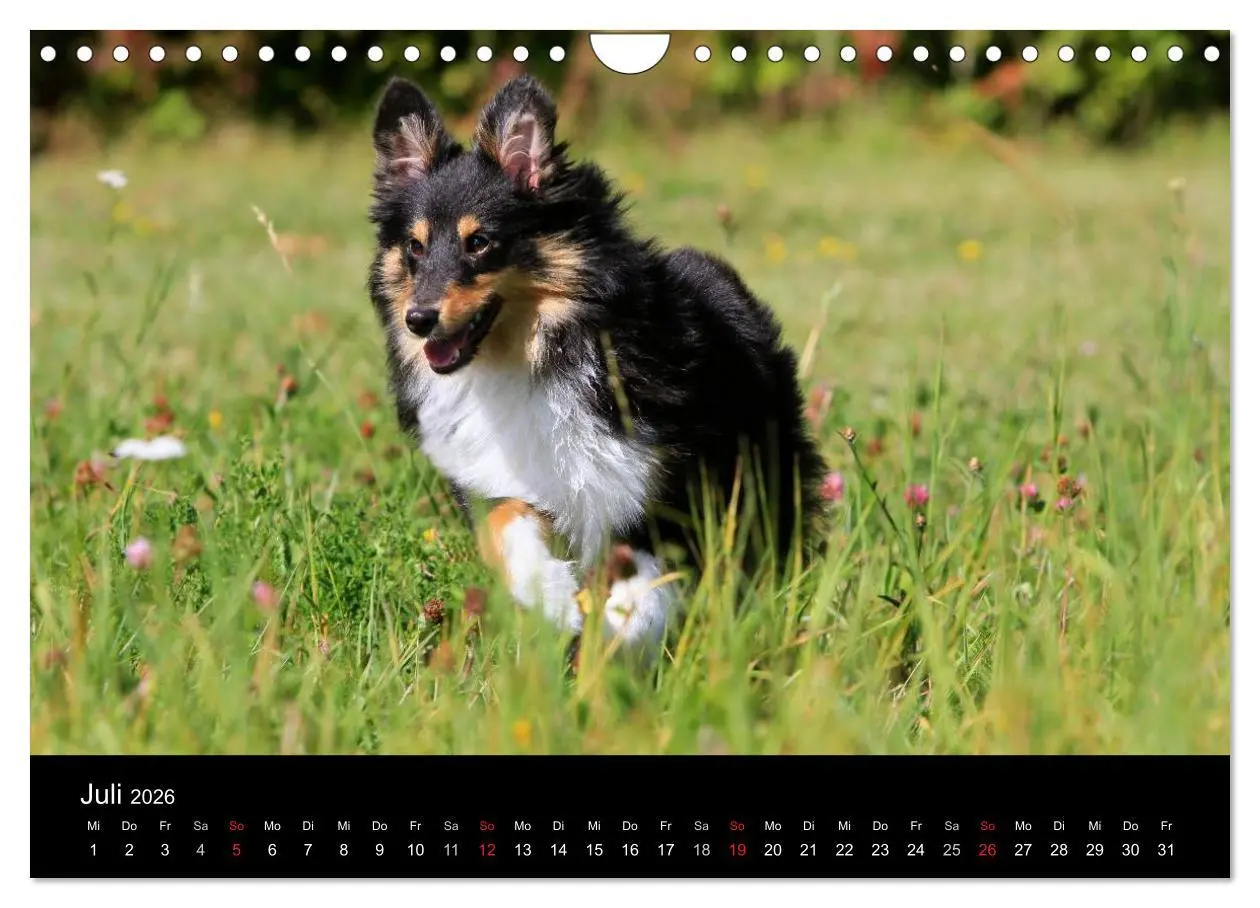 Bild: 9783516157451 | Shelties 2026 (Wandkalender 2026 DIN A4 quer), CALVENDO Monatskalender