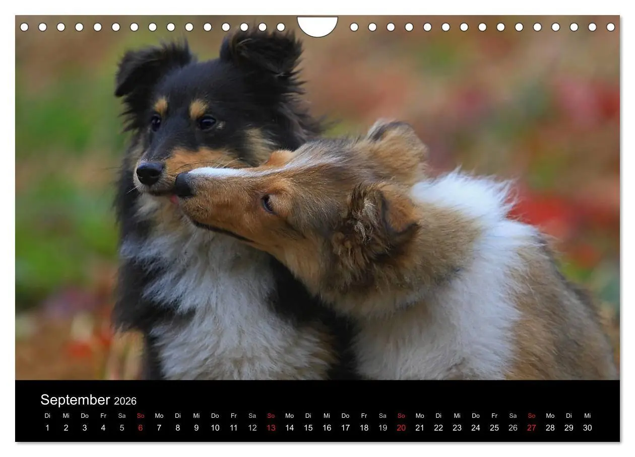 Bild: 9783516157451 | Shelties 2026 (Wandkalender 2026 DIN A4 quer), CALVENDO Monatskalender