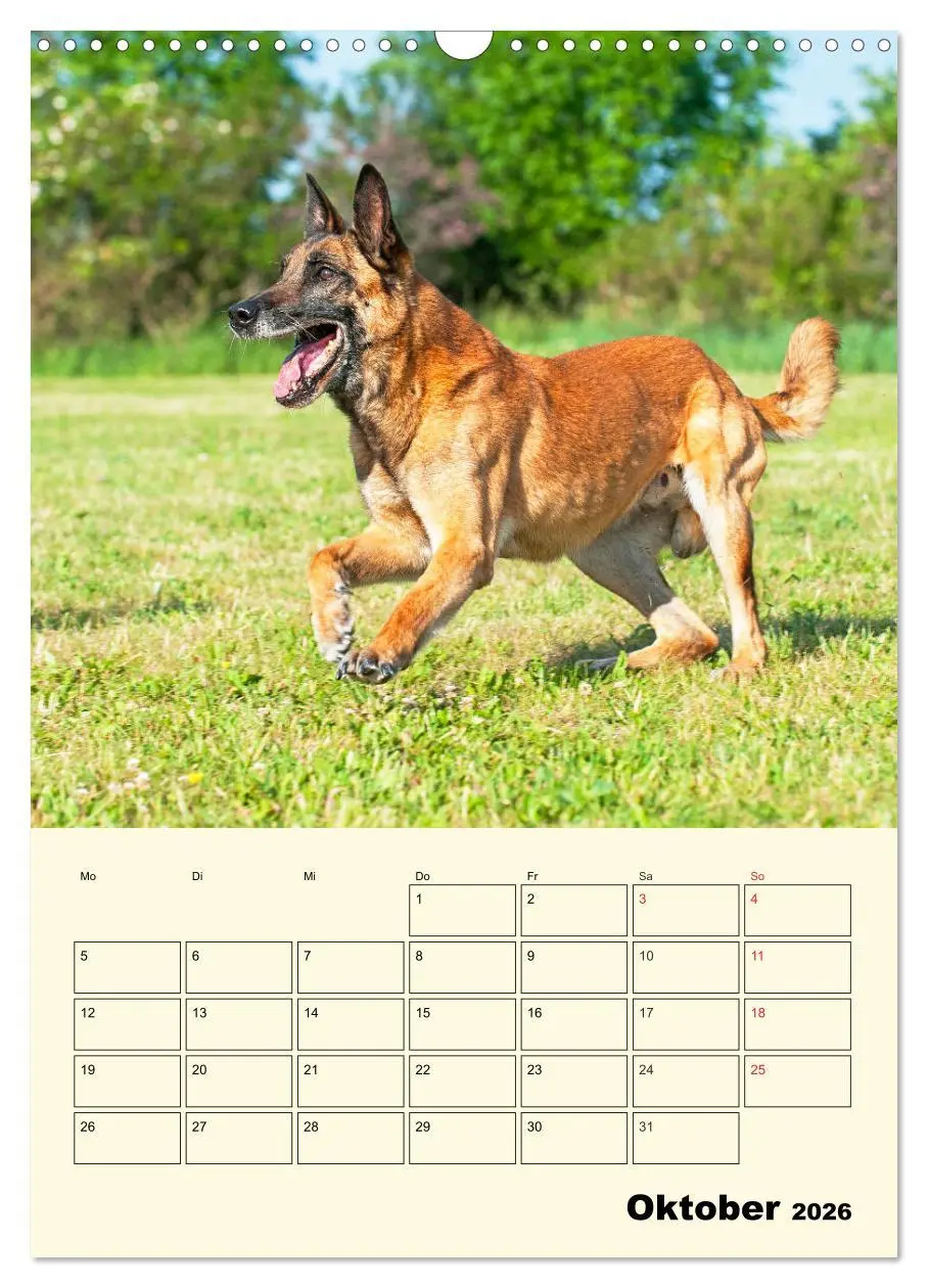 Bild: 9783516387551 | Familienplaner Tausendsassa Malinois (Wandkalender 2026 DIN A3...