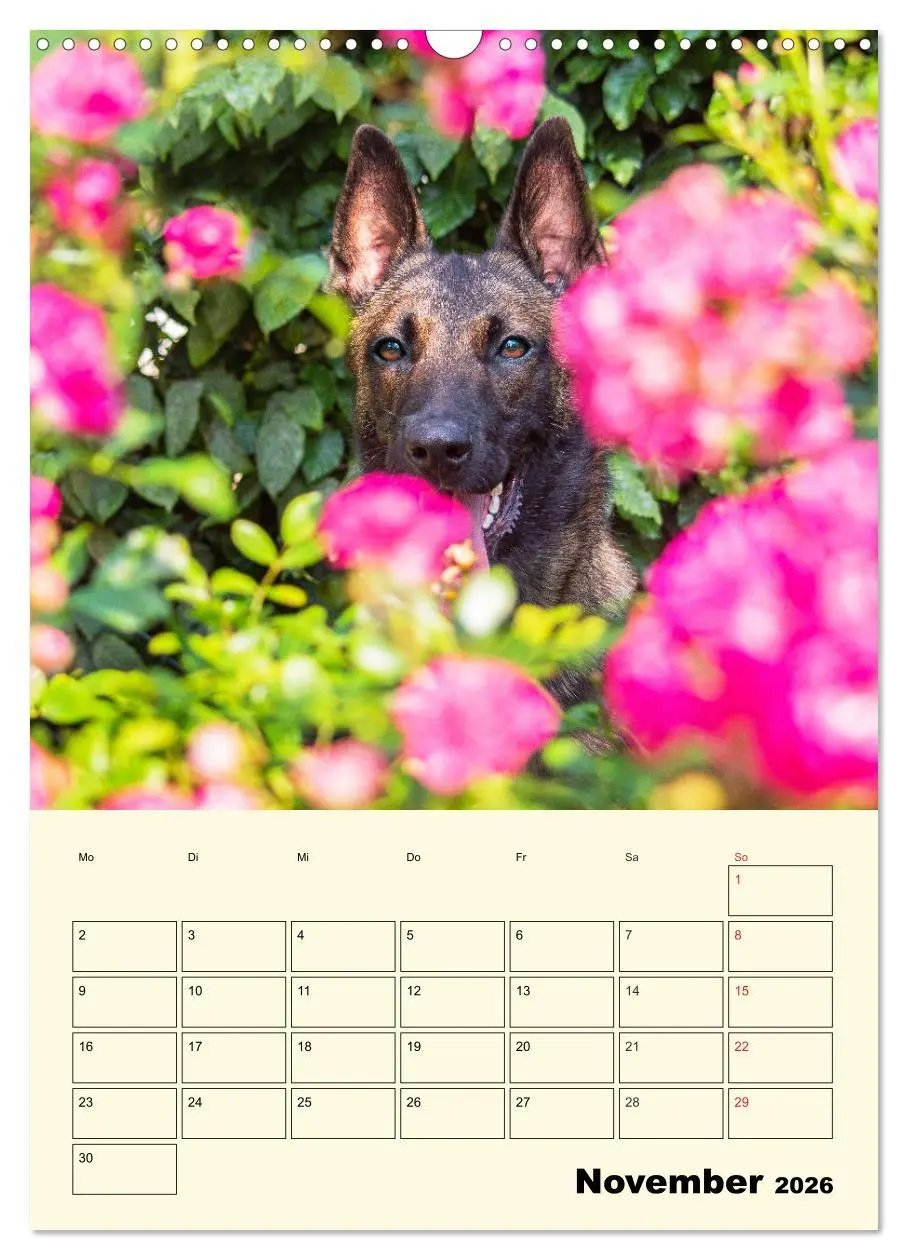 Bild: 9783516387551 | Familienplaner Tausendsassa Malinois (Wandkalender 2026 DIN A3...