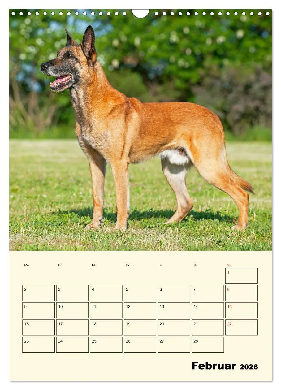 Bild: 9783516387551 | Familienplaner Tausendsassa Malinois (Wandkalender 2026 DIN A3...
