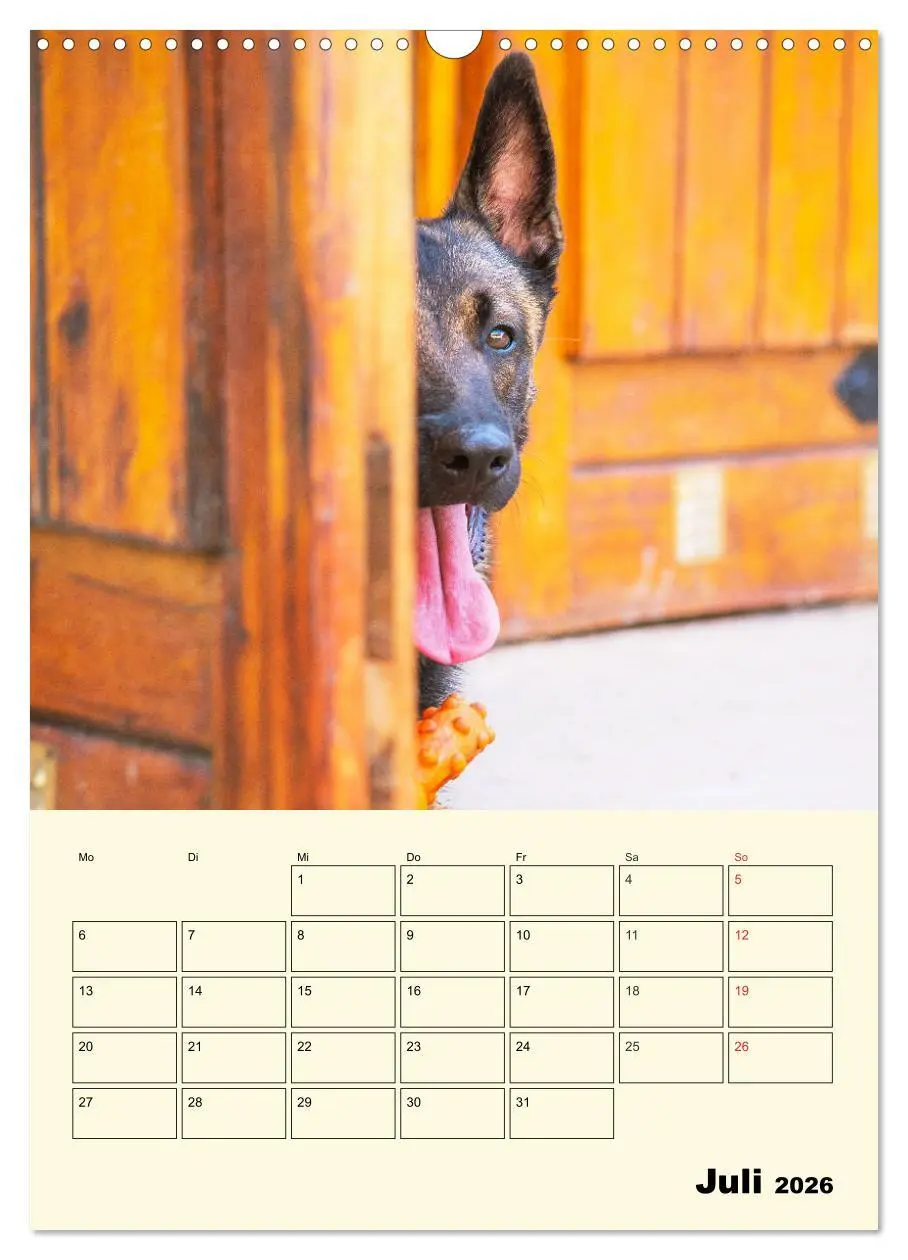 Bild: 9783516387551 | Familienplaner Tausendsassa Malinois (Wandkalender 2026 DIN A3...