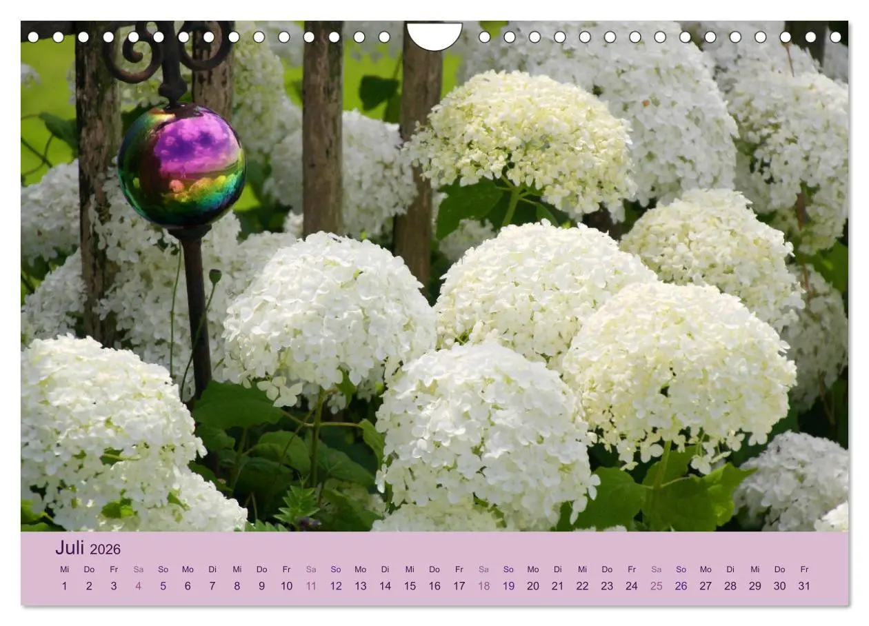 Bild: 9783516127751 | Hortensien 2026. Farbenprächtige Impressionen aus dem Garten...