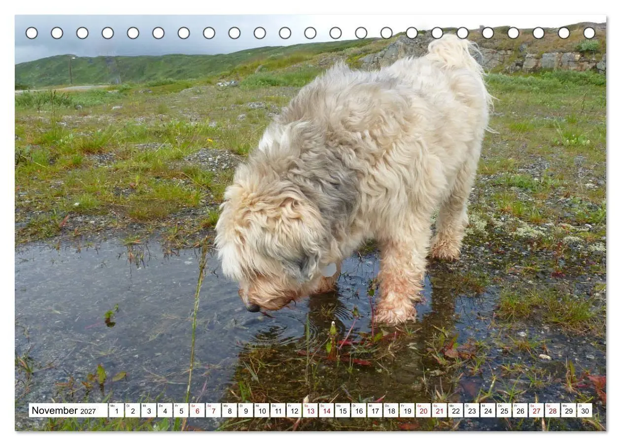 Bild: 9783516817751 | Tibet-Terrier - Eine Hunderasse mit Charakter (Tischkalender 2027...