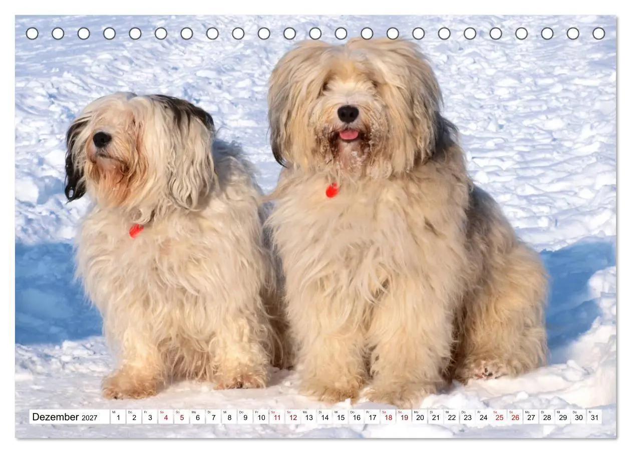 Bild: 9783516817751 | Tibet-Terrier - Eine Hunderasse mit Charakter (Tischkalender 2027...