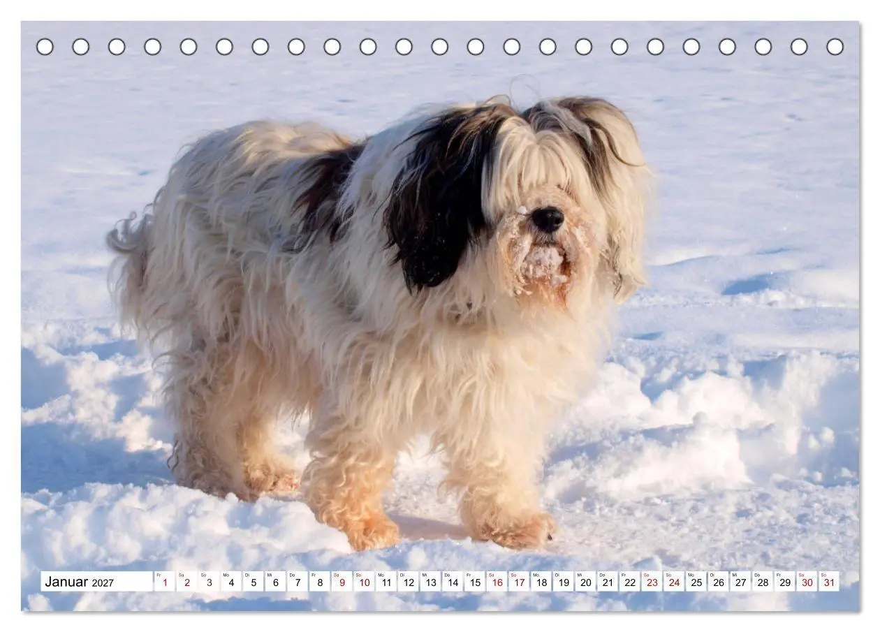 Bild: 9783516817751 | Tibet-Terrier - Eine Hunderasse mit Charakter (Tischkalender 2027...