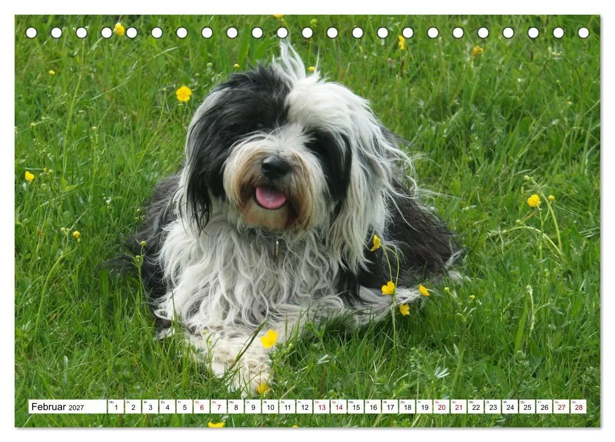 Bild: 9783516817751 | Tibet-Terrier - Eine Hunderasse mit Charakter (Tischkalender 2027...