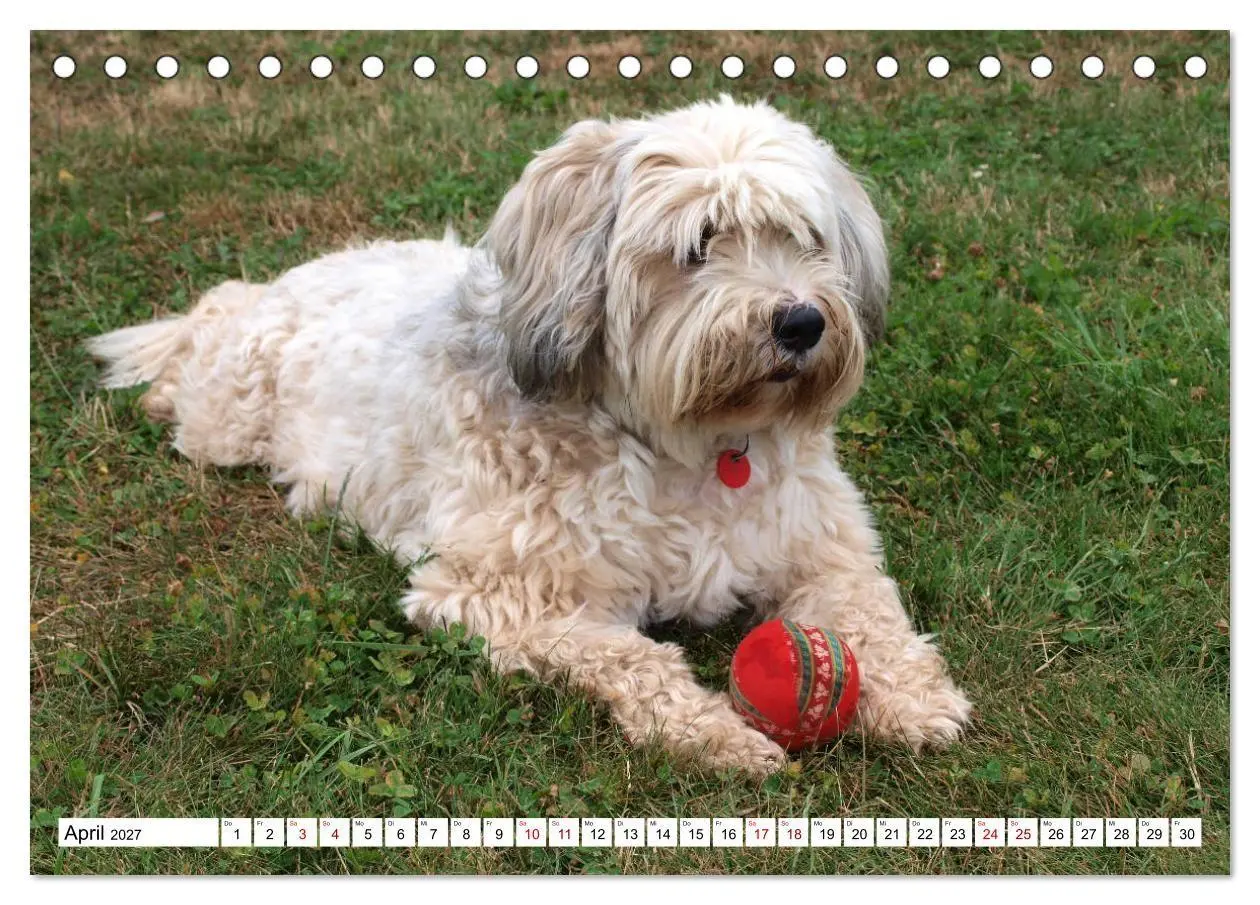 Bild: 9783516817751 | Tibet-Terrier - Eine Hunderasse mit Charakter (Tischkalender 2027...
