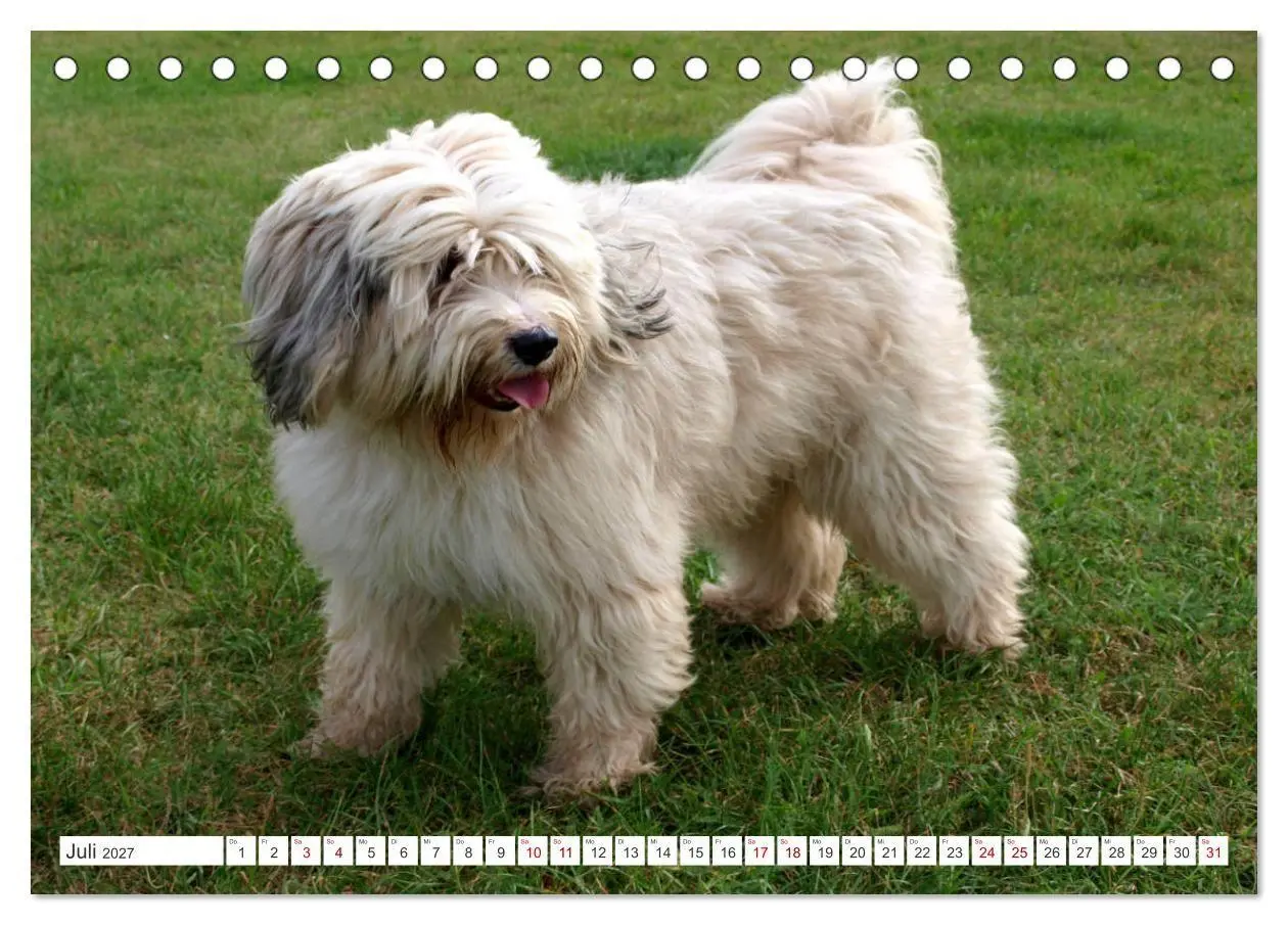 Bild: 9783516817751 | Tibet-Terrier - Eine Hunderasse mit Charakter (Tischkalender 2027...