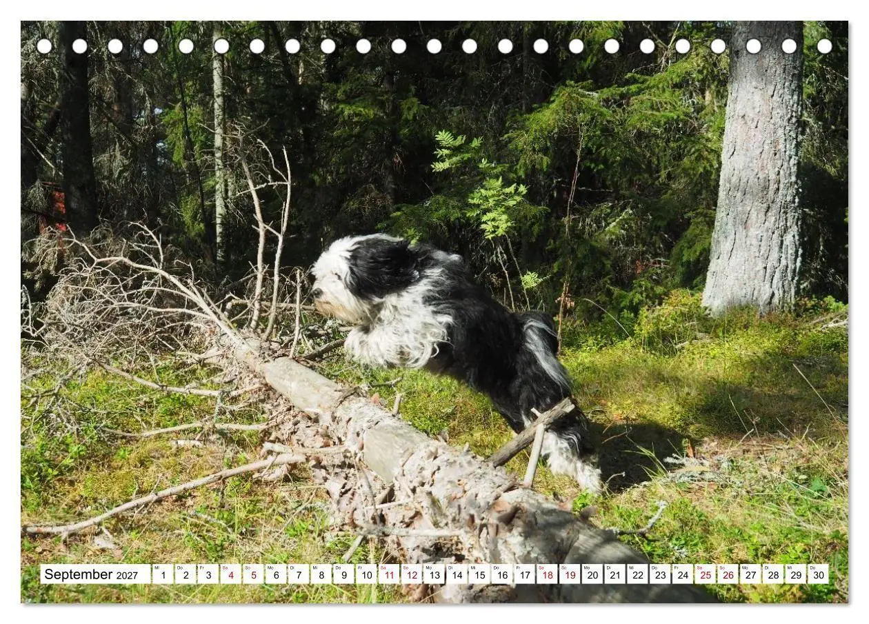 Bild: 9783516817751 | Tibet-Terrier - Eine Hunderasse mit Charakter (Tischkalender 2027...