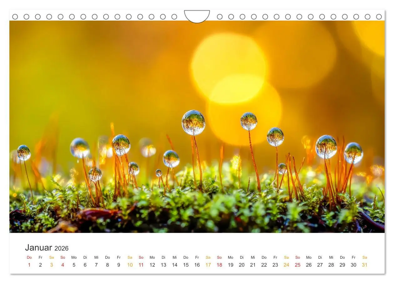 Bild: 9783457267851 | Zauber der Tropfen (Wandkalender 2026 DIN A4 quer), CALVENDO...