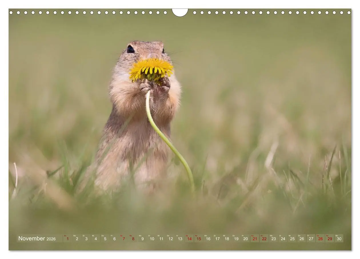 Bild: 9783516597851 | Zauberhafte Ziesel (Wandkalender 2026 DIN A3 quer), CALVENDO...