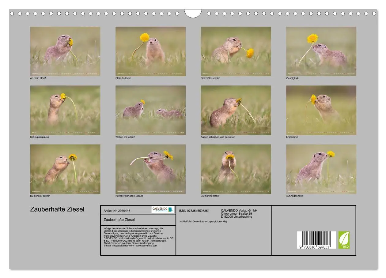 Bild: 9783516597851 | Zauberhafte Ziesel (Wandkalender 2026 DIN A3 quer), CALVENDO...