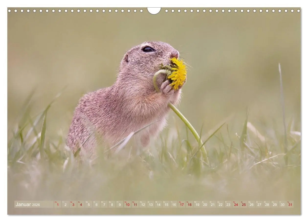 Bild: 9783516597851 | Zauberhafte Ziesel (Wandkalender 2026 DIN A3 quer), CALVENDO...