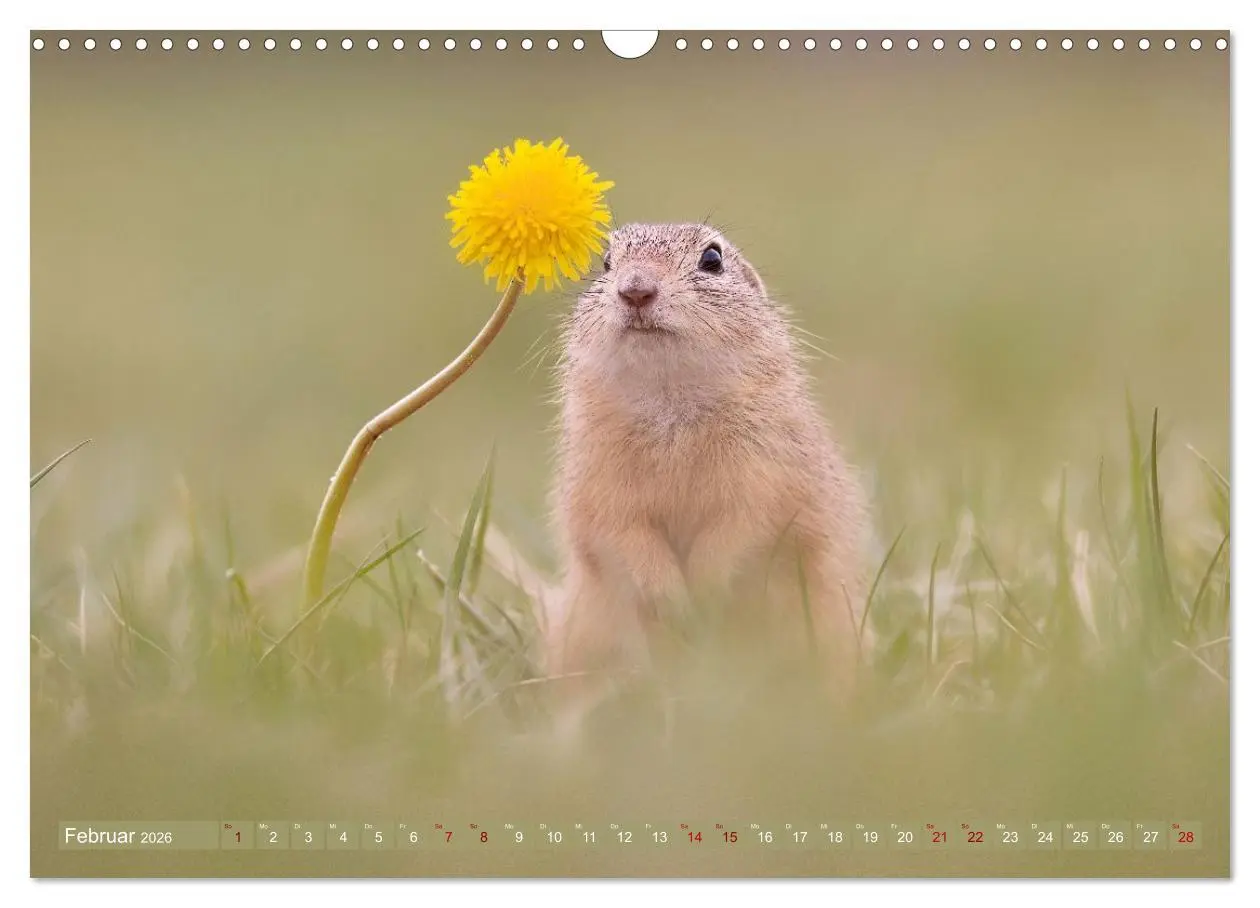 Bild: 9783516597851 | Zauberhafte Ziesel (Wandkalender 2026 DIN A3 quer), CALVENDO...