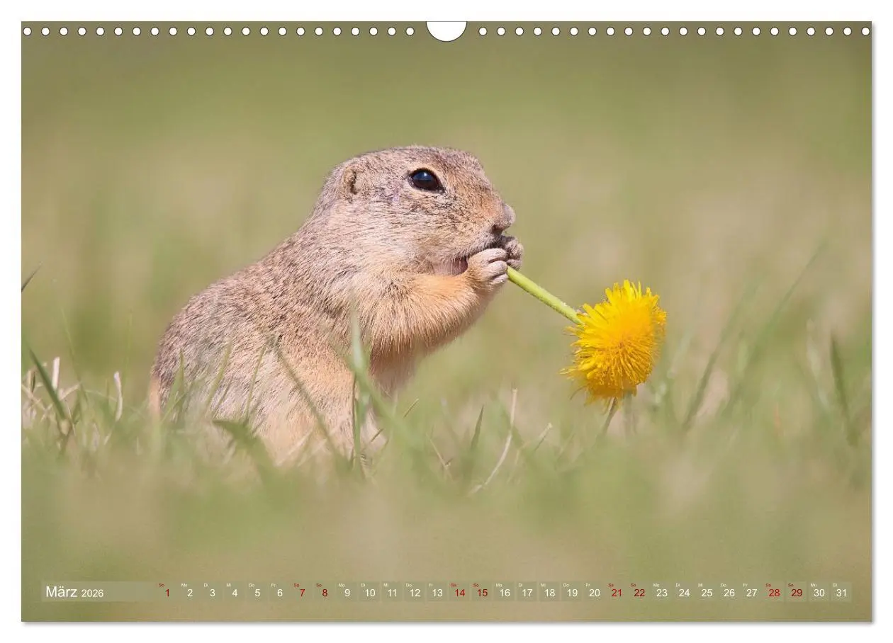 Bild: 9783516597851 | Zauberhafte Ziesel (Wandkalender 2026 DIN A3 quer), CALVENDO...
