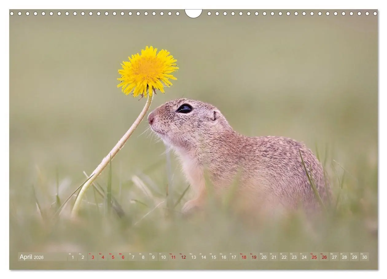 Bild: 9783516597851 | Zauberhafte Ziesel (Wandkalender 2026 DIN A3 quer), CALVENDO...