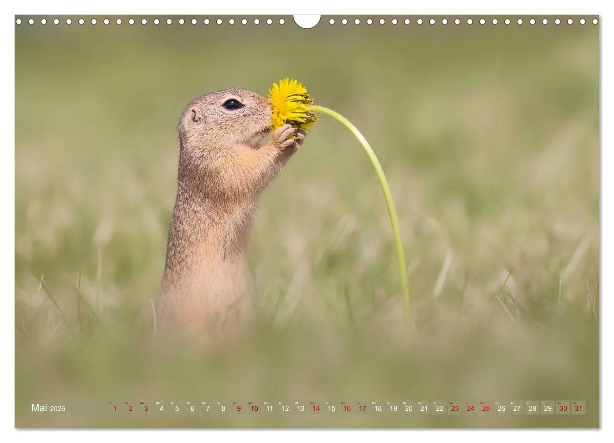 Bild: 9783516597851 | Zauberhafte Ziesel (Wandkalender 2026 DIN A3 quer), CALVENDO...