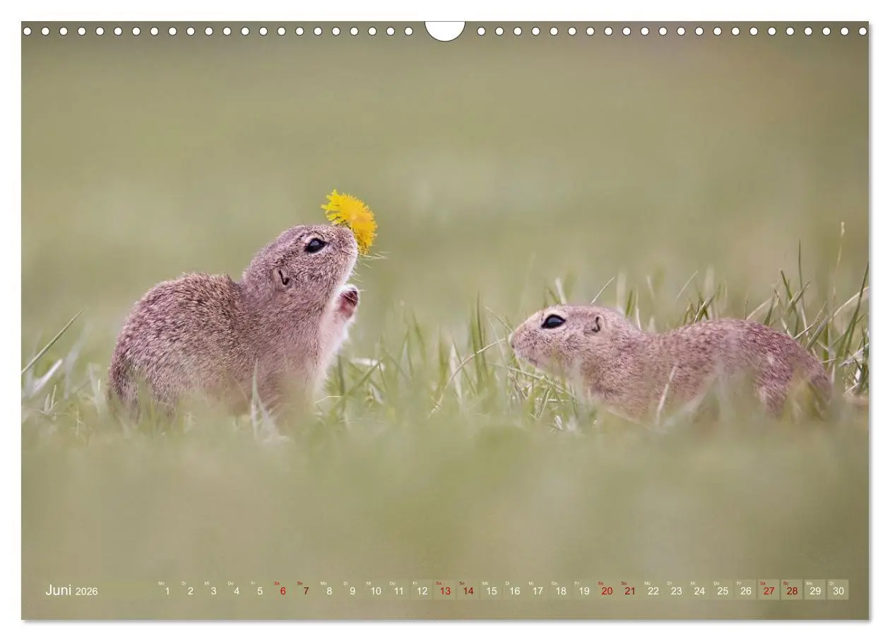 Bild: 9783516597851 | Zauberhafte Ziesel (Wandkalender 2026 DIN A3 quer), CALVENDO...