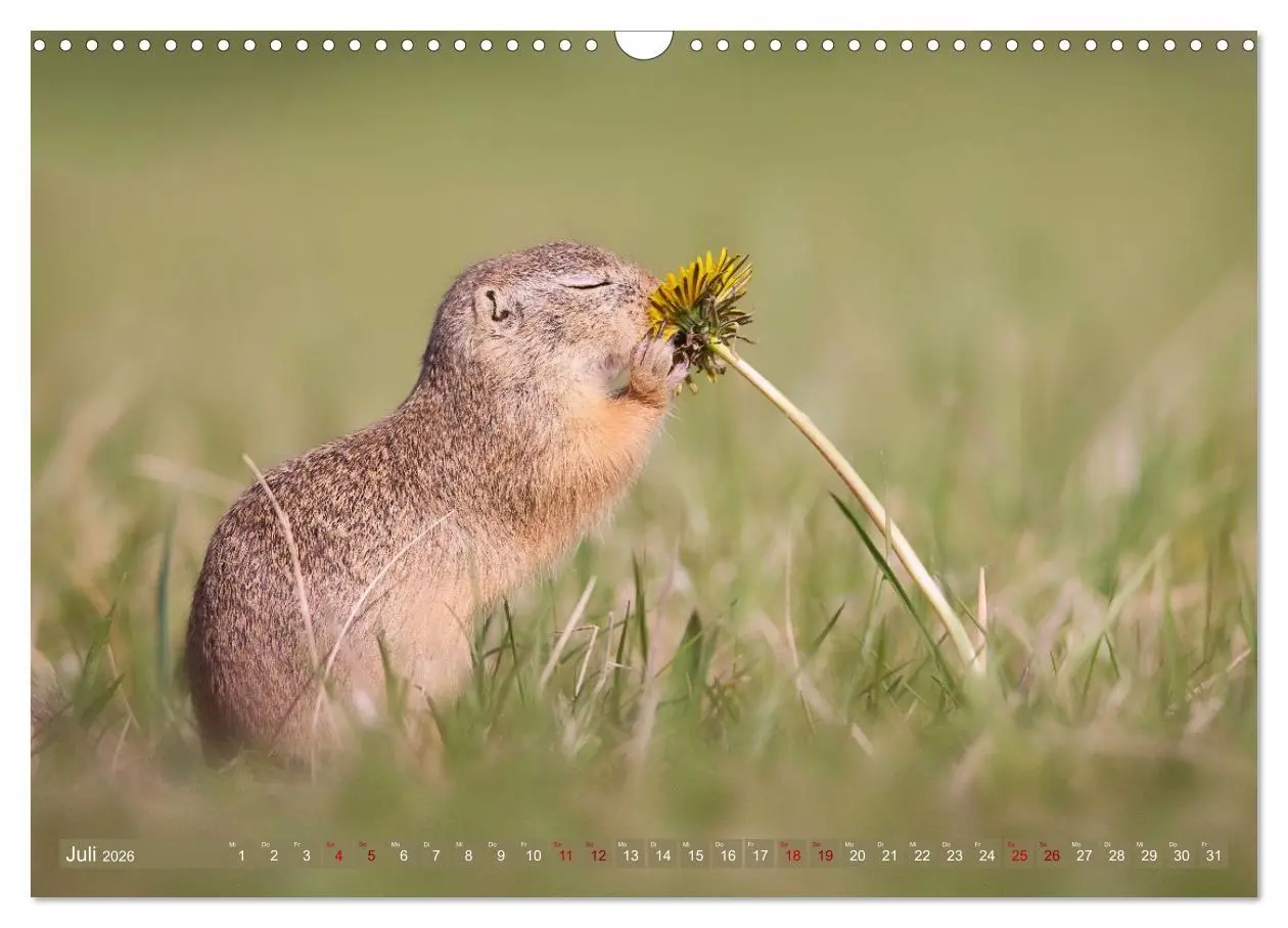 Bild: 9783516597851 | Zauberhafte Ziesel (Wandkalender 2026 DIN A3 quer), CALVENDO...