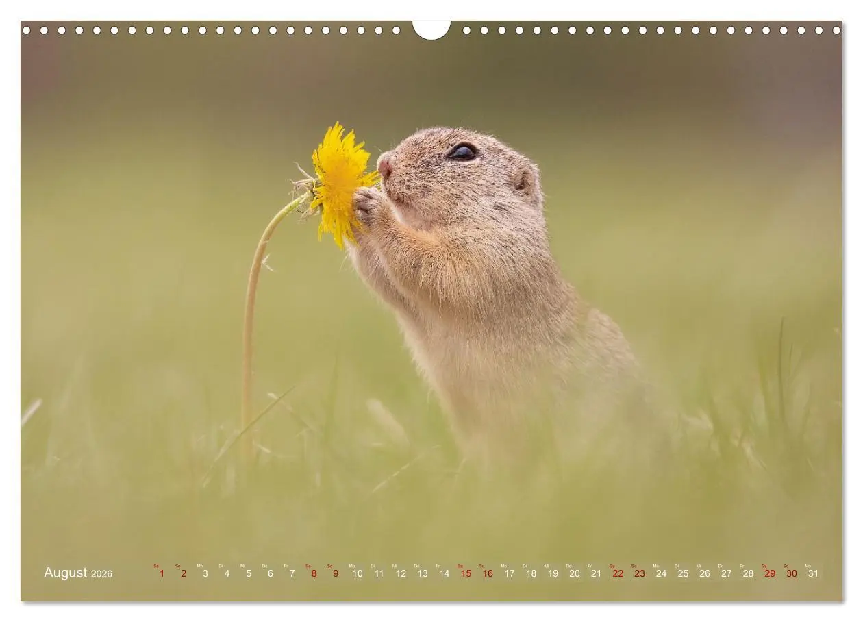 Bild: 9783516597851 | Zauberhafte Ziesel (Wandkalender 2026 DIN A3 quer), CALVENDO...
