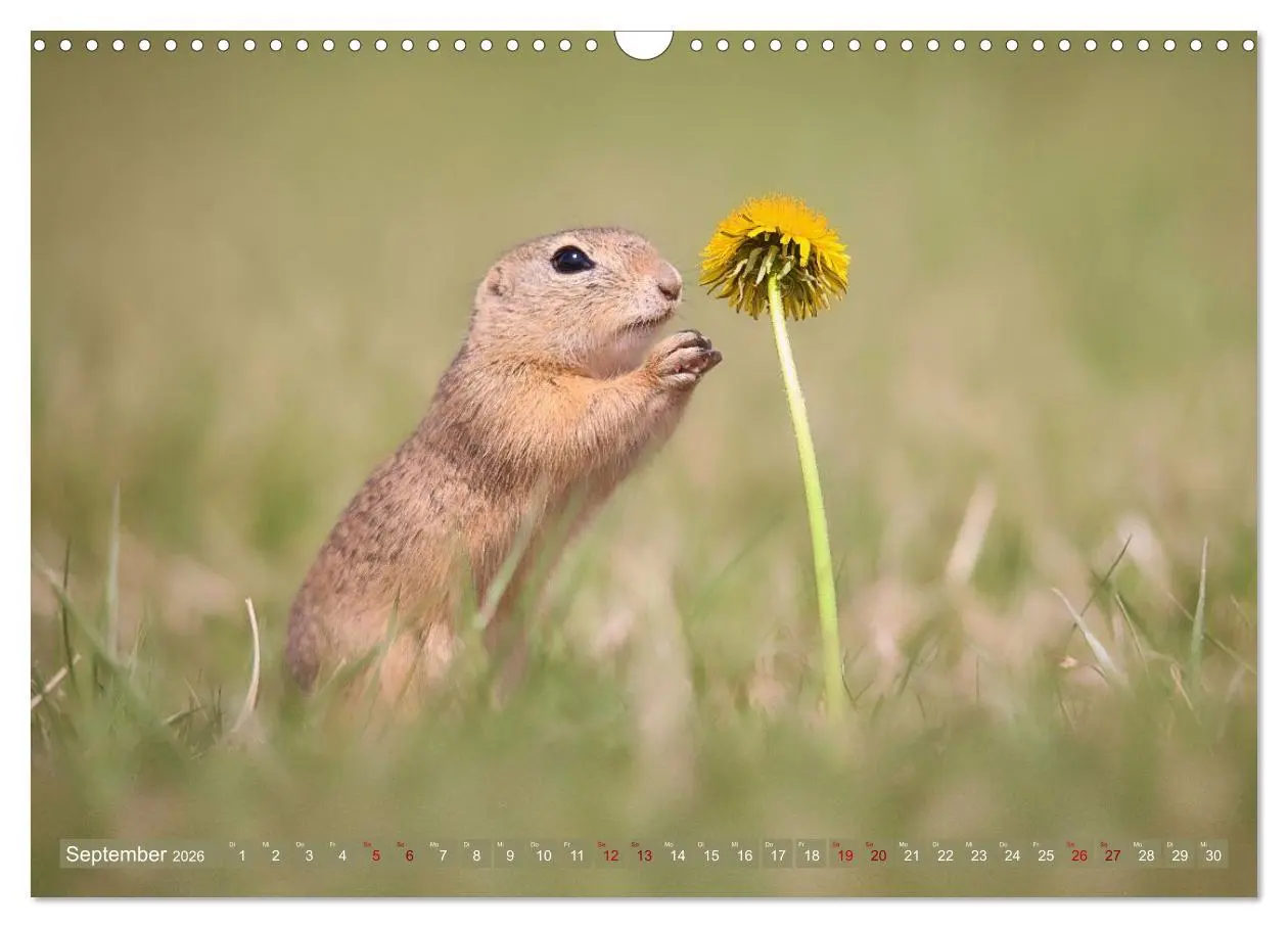 Bild: 9783516597851 | Zauberhafte Ziesel (Wandkalender 2026 DIN A3 quer), CALVENDO...