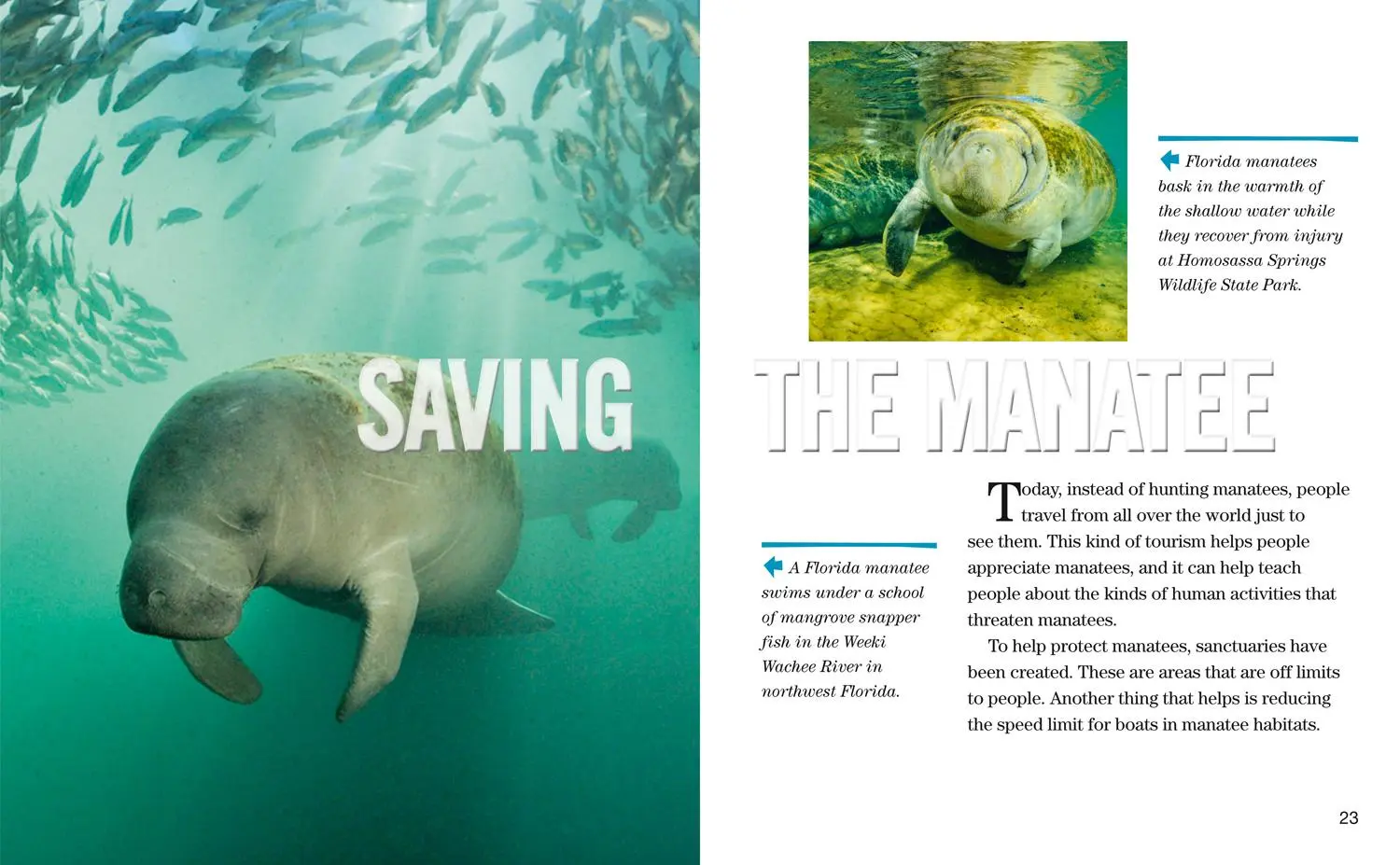 Bild: 9780008358051 | Face to Face with Manatees | Level 5 | Brian Skerry | Taschenbuch