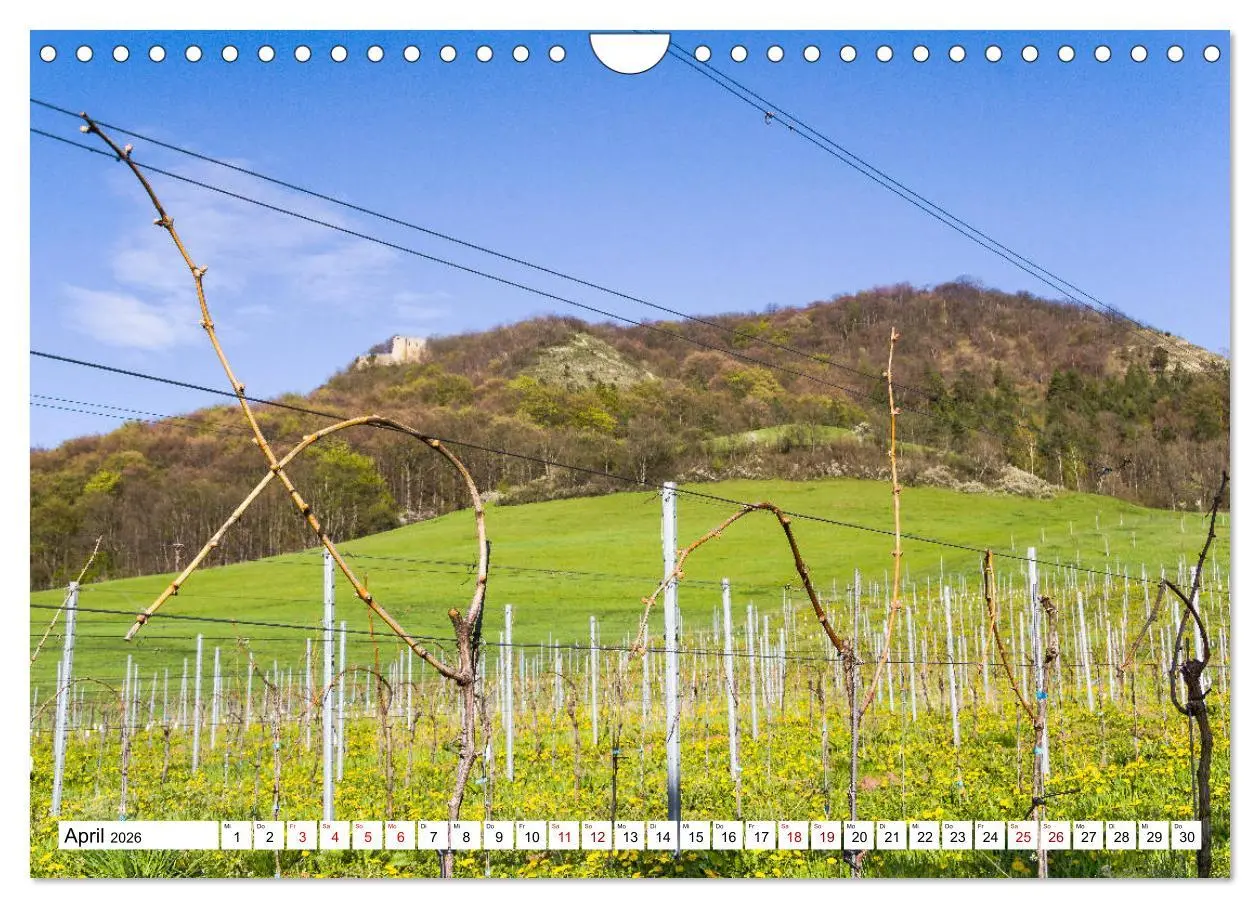 Bild: 9783457908051 | Weinberge um Jena (Wandkalender 2026 DIN A4 quer), CALVENDO...