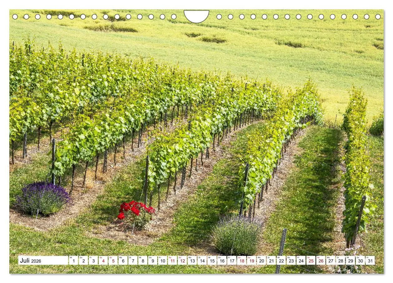 Bild: 9783457908051 | Weinberge um Jena (Wandkalender 2026 DIN A4 quer), CALVENDO...