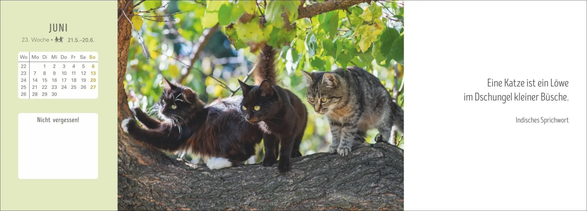 Bild: 9783840038051 | Katzen Premium-Tischplaner 2027 - Der literarische Wochenkalender...