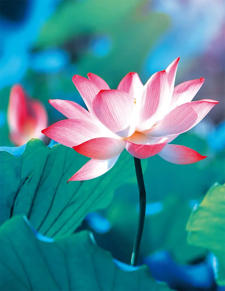 Cover: 9783960138051 | Pure Lotus | Blankbook | Buch | In Kartonage | Deutsch | 2020