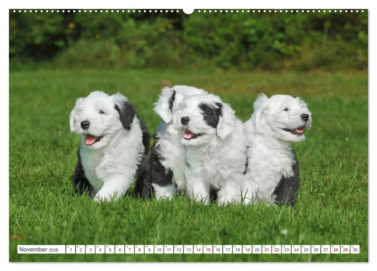 Bild: 9783457368251 | In der Kinderstube bei Familie Bobtail (Wandkalender 2026 DIN A2...