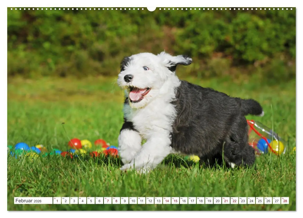 Bild: 9783457368251 | In der Kinderstube bei Familie Bobtail (Wandkalender 2026 DIN A2...