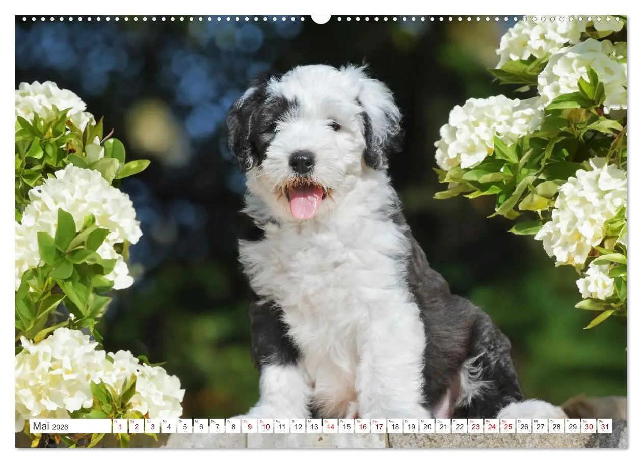 Bild: 9783457368251 | In der Kinderstube bei Familie Bobtail (Wandkalender 2026 DIN A2...