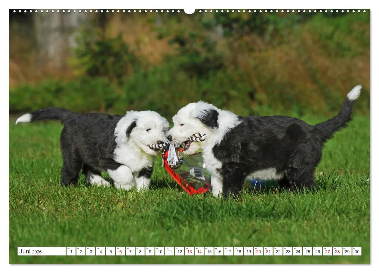 Bild: 9783457368251 | In der Kinderstube bei Familie Bobtail (Wandkalender 2026 DIN A2...