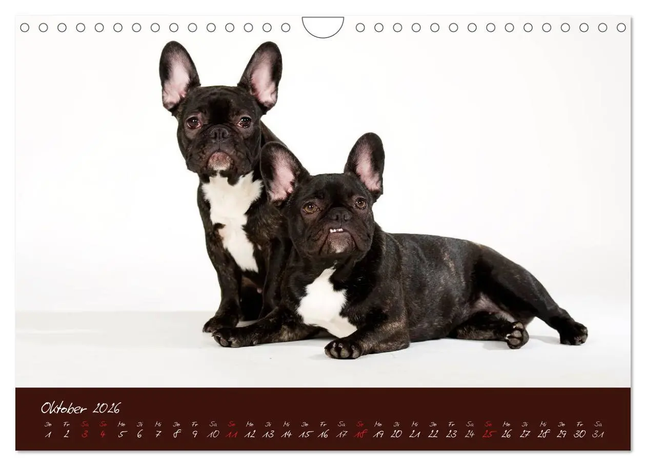 Bild: 9783516148251 | Französische Bulldoggen (Wandkalender 2026 DIN A4 quer), CALVENDO...