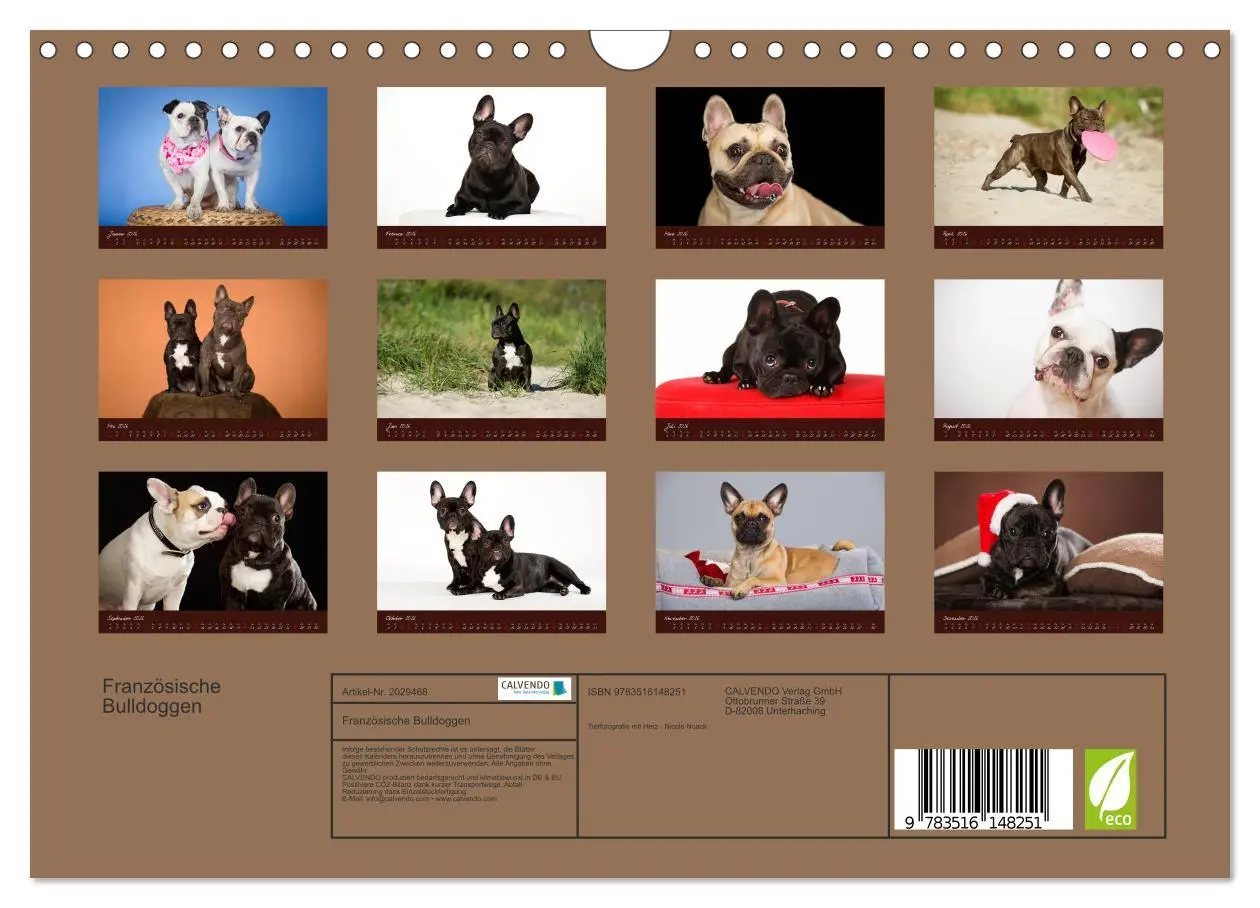 Bild: 9783516148251 | Französische Bulldoggen (Wandkalender 2026 DIN A4 quer), CALVENDO...