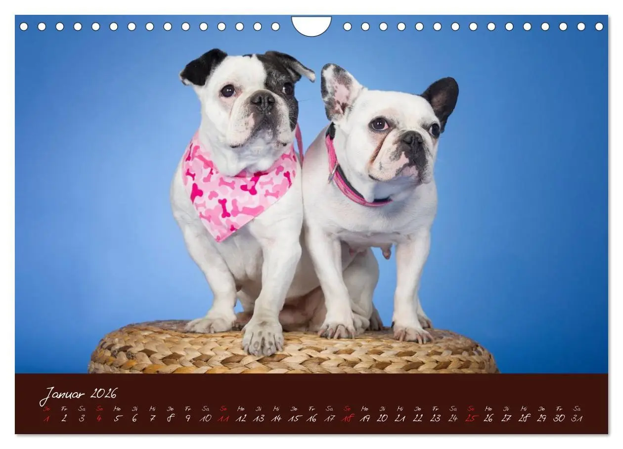 Bild: 9783516148251 | Französische Bulldoggen (Wandkalender 2026 DIN A4 quer), CALVENDO...