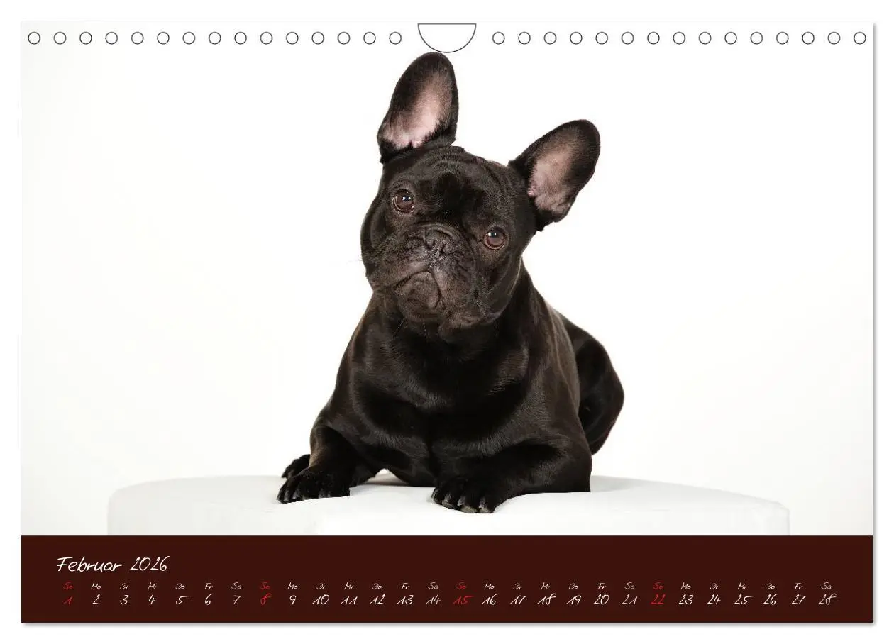 Bild: 9783516148251 | Französische Bulldoggen (Wandkalender 2026 DIN A4 quer), CALVENDO...
