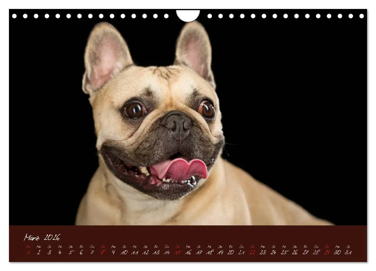 Bild: 9783516148251 | Französische Bulldoggen (Wandkalender 2026 DIN A4 quer), CALVENDO...