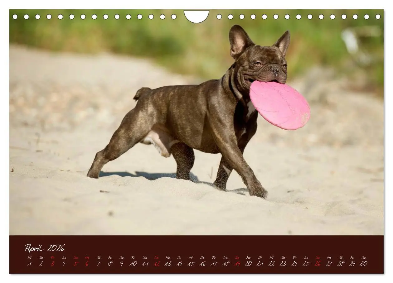 Bild: 9783516148251 | Französische Bulldoggen (Wandkalender 2026 DIN A4 quer), CALVENDO...