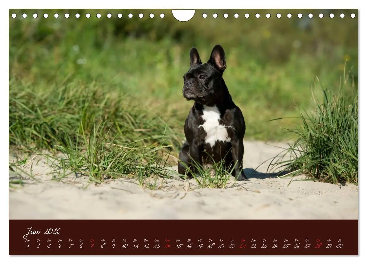 Bild: 9783516148251 | Französische Bulldoggen (Wandkalender 2026 DIN A4 quer), CALVENDO...