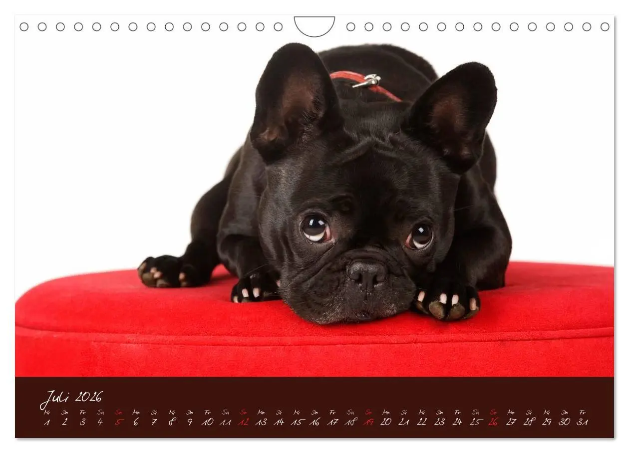 Bild: 9783516148251 | Französische Bulldoggen (Wandkalender 2026 DIN A4 quer), CALVENDO...