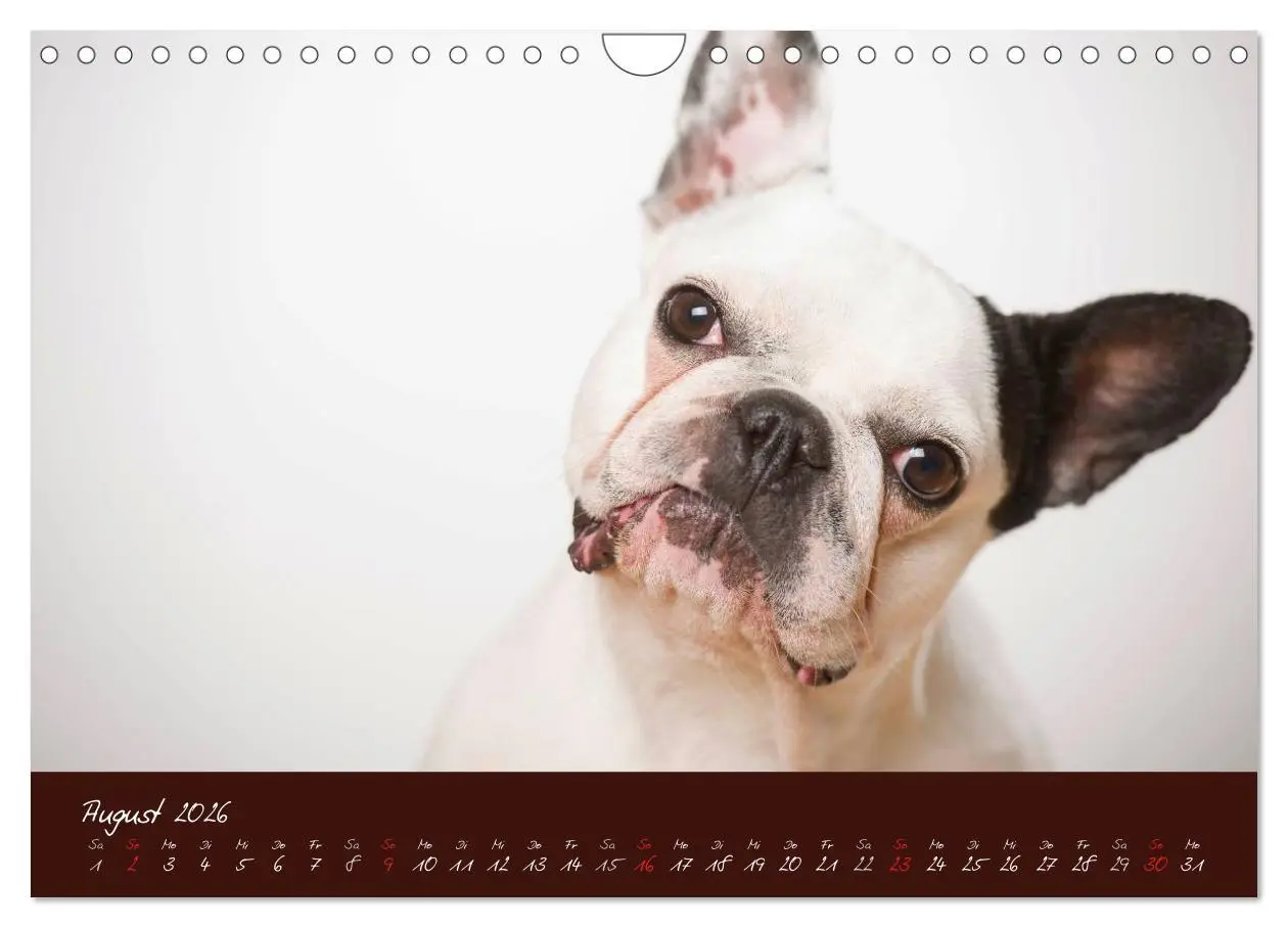 Bild: 9783516148251 | Französische Bulldoggen (Wandkalender 2026 DIN A4 quer), CALVENDO...